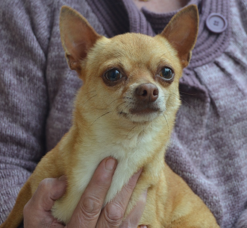 Les Chihuahua de l'affixe du Marquis de Longuelance