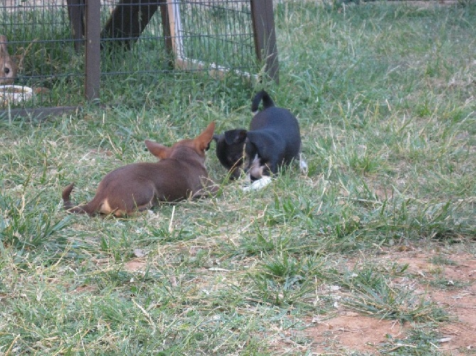 du Marquis de Longuelance - JACKSON et son copain IZZY