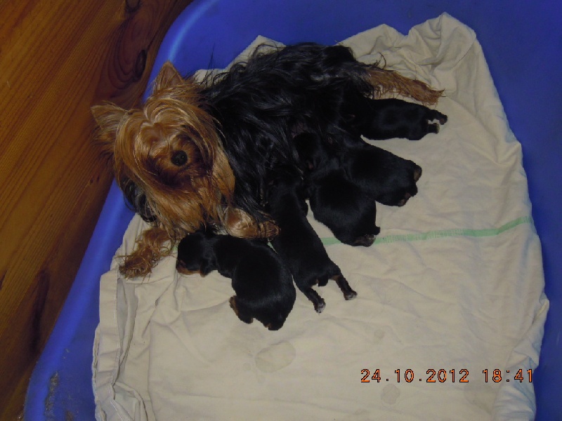 du Marquis de Longuelance - Yorkshire Terrier - Portée née le 18/10/2012