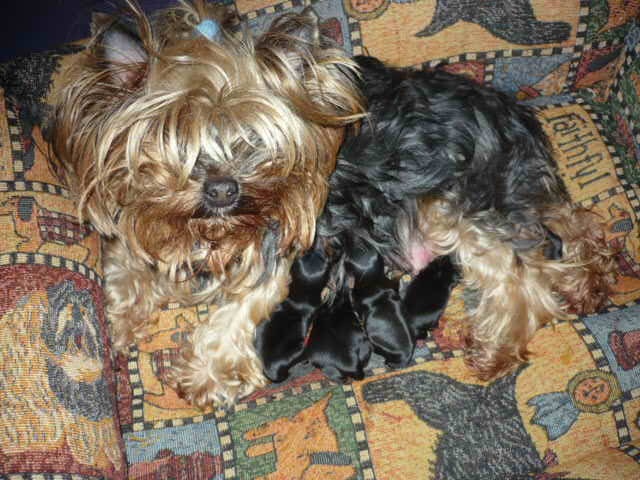 du Marquis de Longuelance - Yorkshire Terrier - Portée née le 10/02/2010