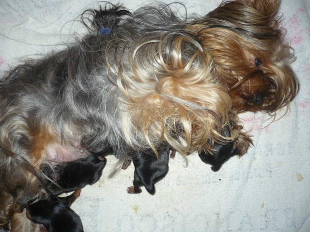 du Marquis de Longuelance - Yorkshire Terrier - Portée née le 09/07/2010
