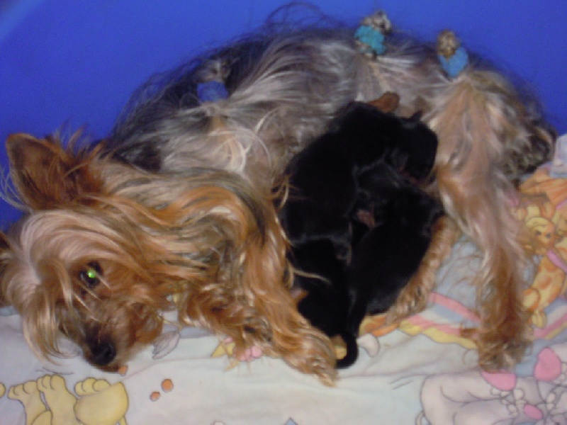 du Marquis de Longuelance - Yorkshire Terrier - Portée née le 03/11/2011