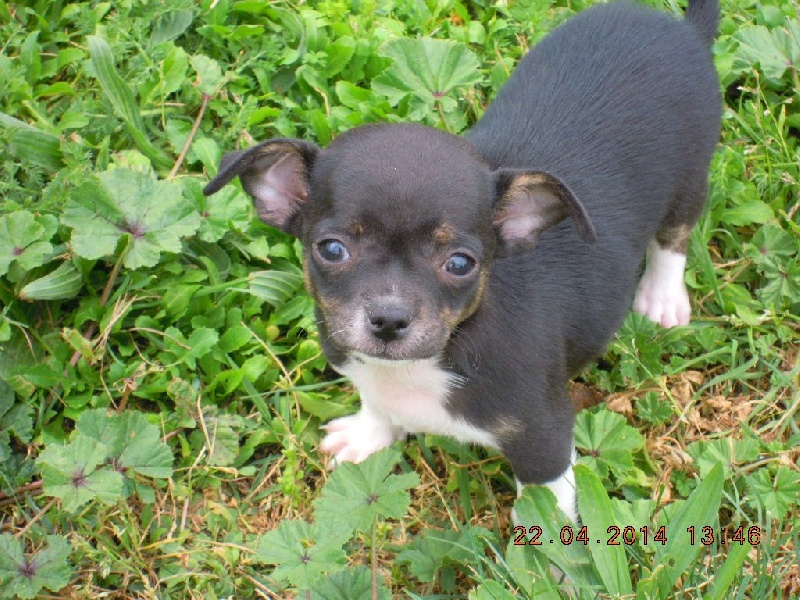 du Marquis de Longuelance - Chihuahua - Portée née le 27/02/2014