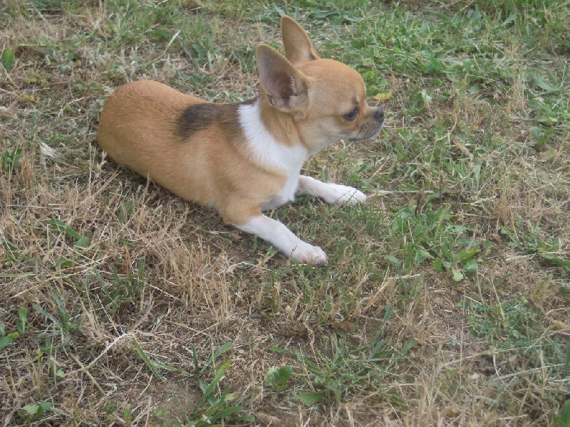 du Marquis de Longuelance - Chihuahua - Portée née le 22/02/2016