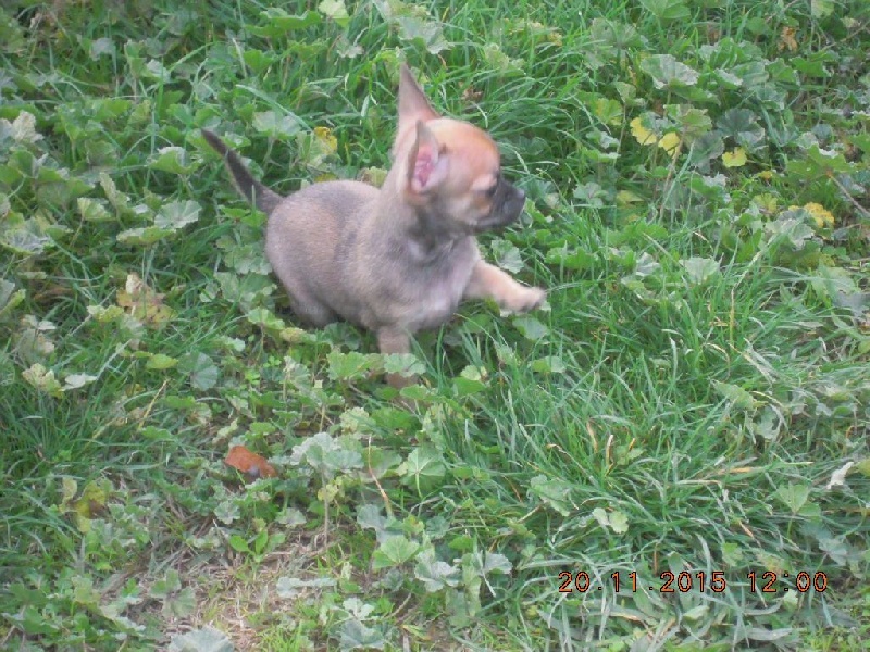 du Marquis de Longuelance - Chihuahua - Portée née le 06/10/2015