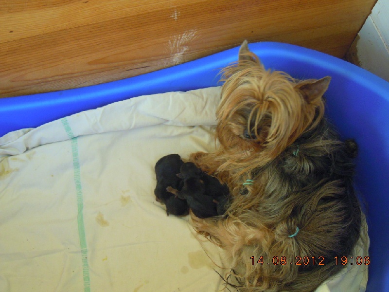 du Marquis de Longuelance - Yorkshire Terrier - Portée née le 14/08/2012