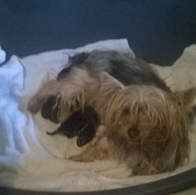 du Marquis de Longuelance - Yorkshire Terrier - Portée née le 11/01/2015