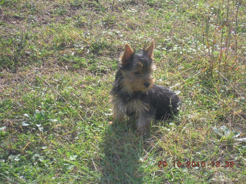 du Marquis de Longuelance - Yorkshire Terrier - Portée née le 06/08/2015