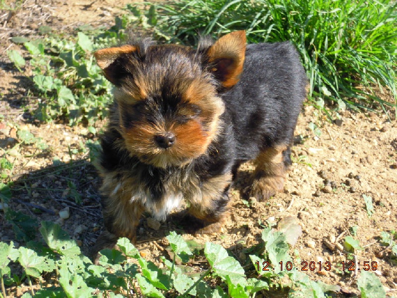 du Marquis de Longuelance - Yorkshire Terrier - Portée née le 16/08/2013