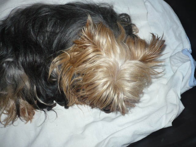 du Marquis de Longuelance - Yorkshire Terrier - Portée née le 30/03/2009