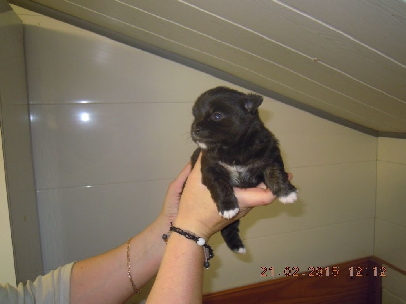 du Marquis de Longuelance - Chihuahua - Portée née le 10/02/2015