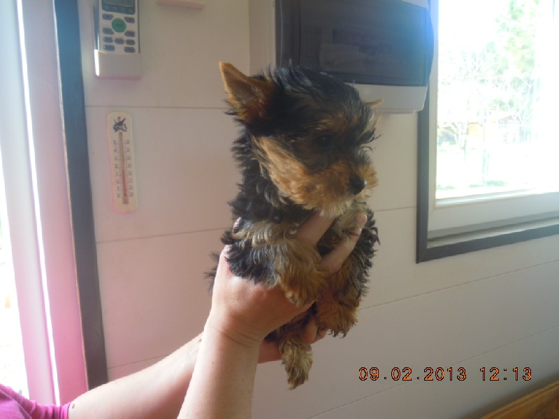 du Marquis de Longuelance - Yorkshire Terrier - Portée née le 28/11/2012