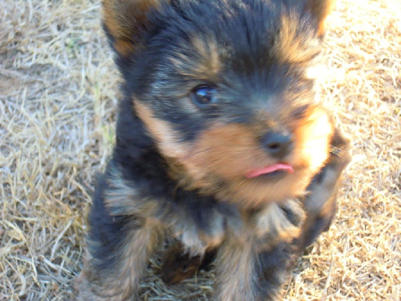 du Marquis de Longuelance - Yorkshire Terrier - Portée née le 08/05/2016