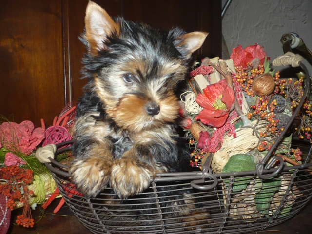 du Marquis de Longuelance - Yorkshire Terrier - Portée née le 14/01/2010