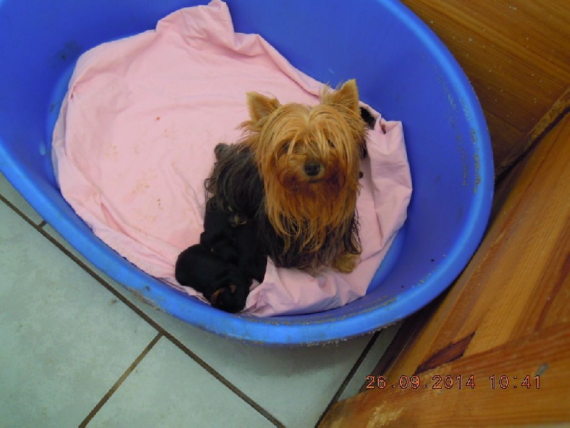 du Marquis de Longuelance - Yorkshire Terrier - Portée née le 16/09/2014