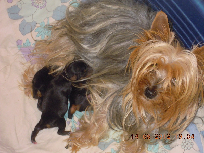 du Marquis de Longuelance - Yorkshire Terrier - Portée née le 12/08/2012
